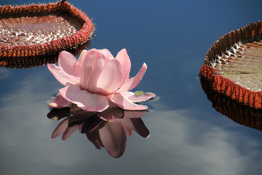 Water Lily Reflection Photograph by Rosalie Scanlon
