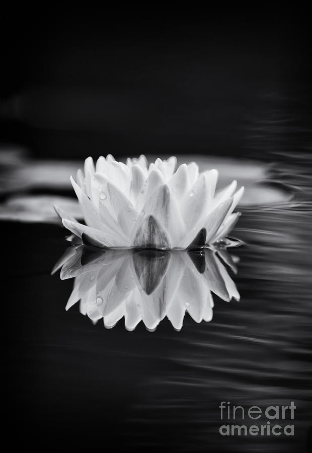 Flower Photograph - Water Lily Reflection by Tim Gainey