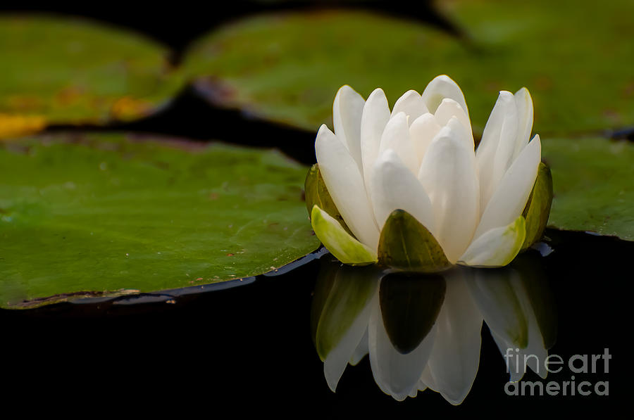 Water Lily Reflections Photograph by Bianca Nadeau
