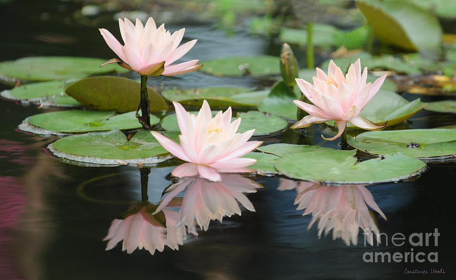 Water Lily Reflections Painting by Constance Woods