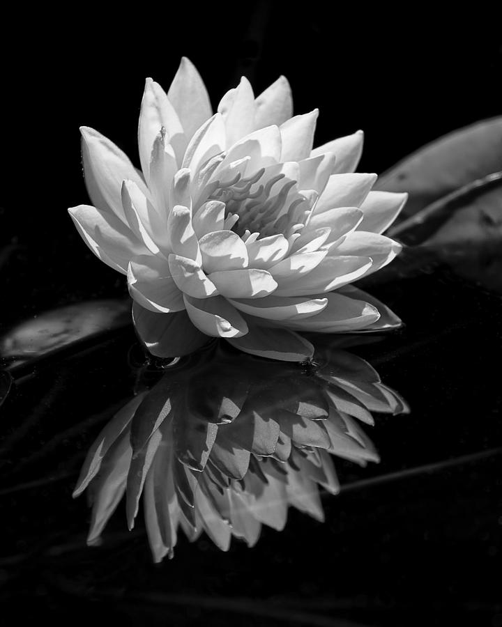Water Lily Reflections III Photograph by Dawn Currie