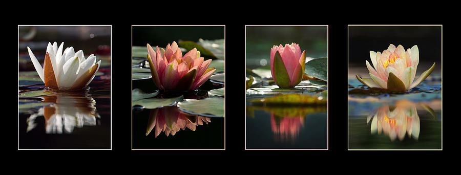 Water Lily Reflections Photograph by Leda Robertson