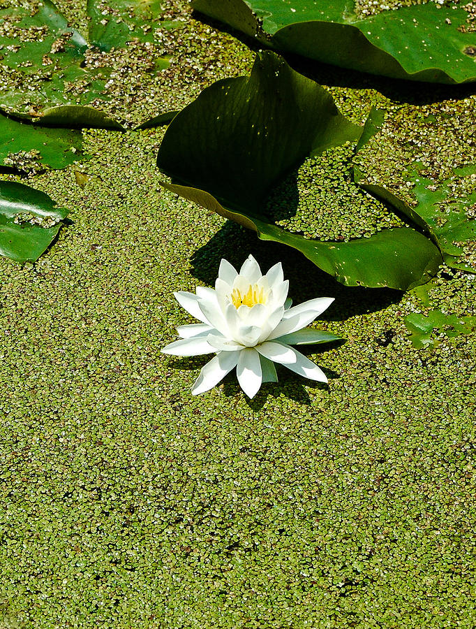 Water Lily Photograph by Rhonda Barrett
