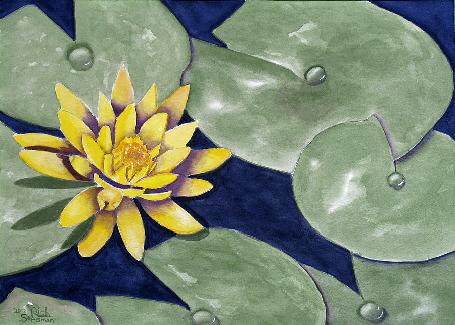 Water Lily Painting by Richard Stedman