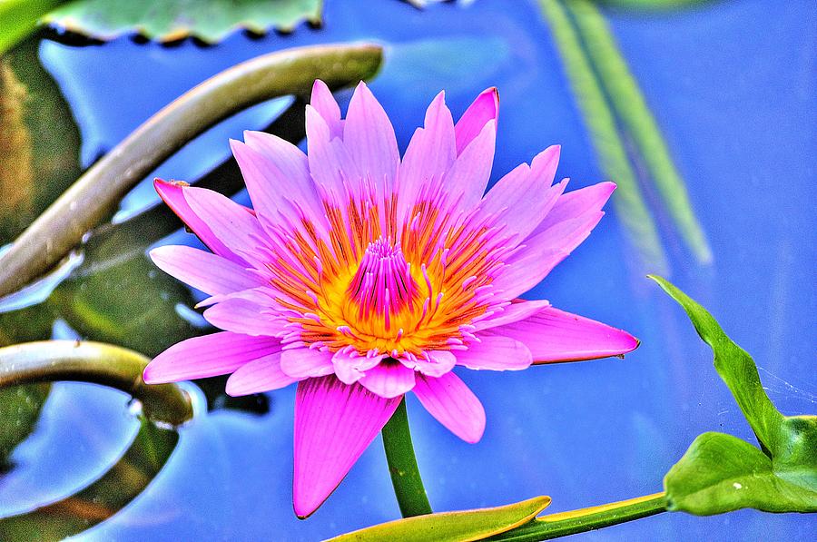 Water Lily Photograph by Richard Zentner