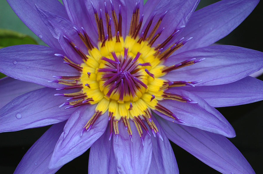 Water lily Photograph by Rob Huntley