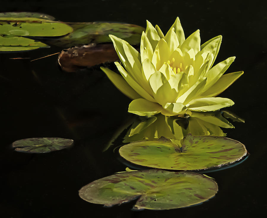 Water Lily Photograph by Robert Mitchell
