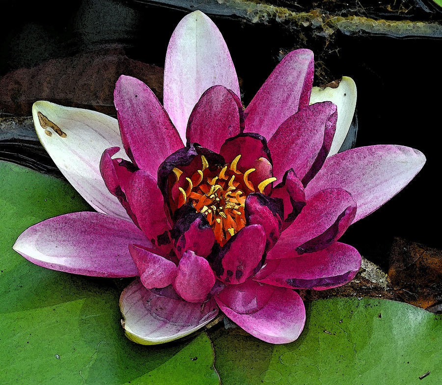 Nature Photograph - Water Lily by Robert Wallace