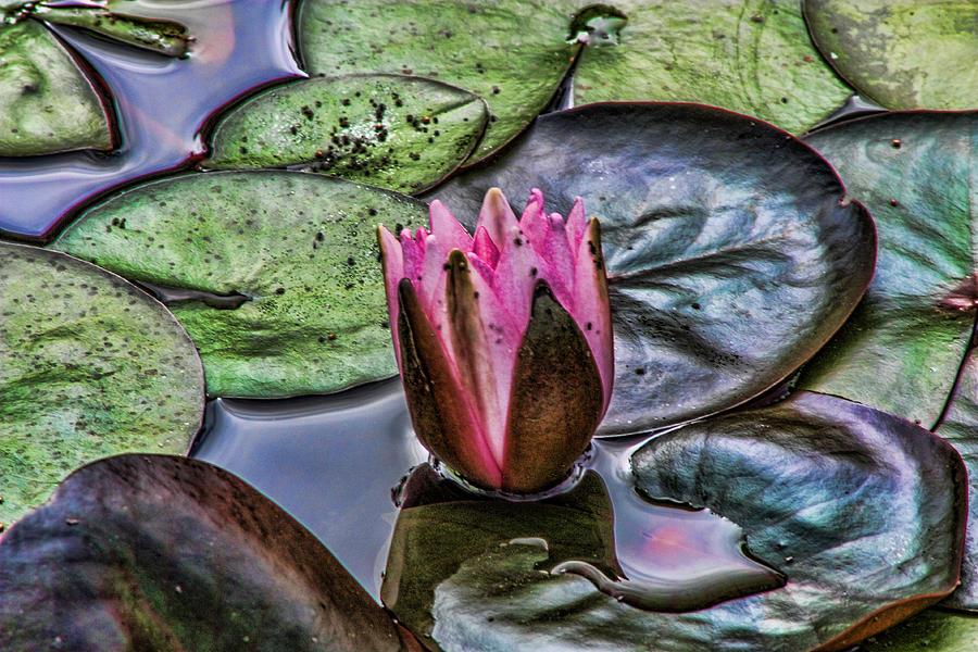 Water Lily Digital Art by Photographic Art by Russel Ray Photos
