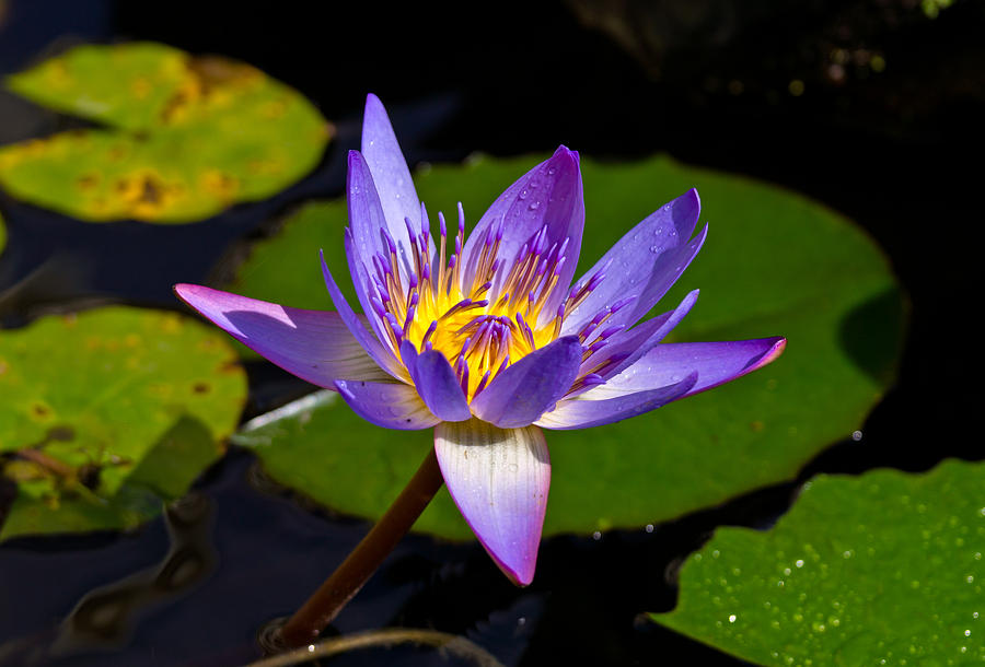Water Lily  Photograph by Scott Carruthers