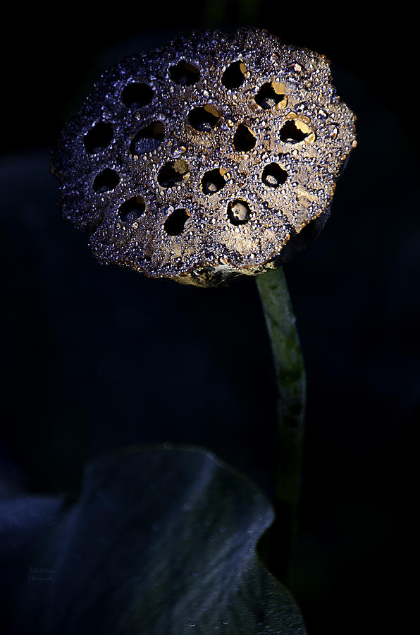 Fall Photograph - Water Lily Seed Pod by Julie Palencia
