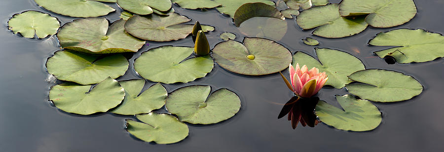 Water Lily Serenity Photograph by Leda Robertson