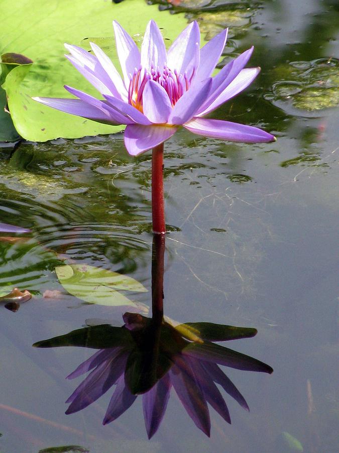 Water Lily - Shaded Photograph by Pamela Critchlow