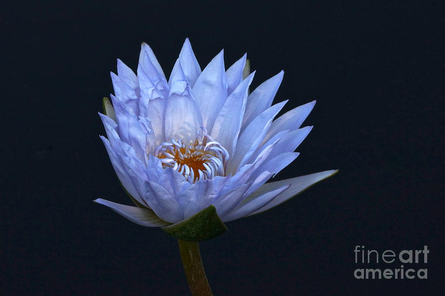 Water Lily Shades of Blue and Lavender Photograph by Byron Varvarigos