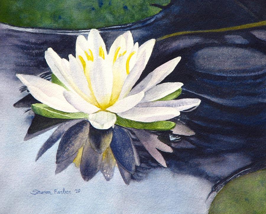 20 New For Water Lily Lilly Pad Drawing
