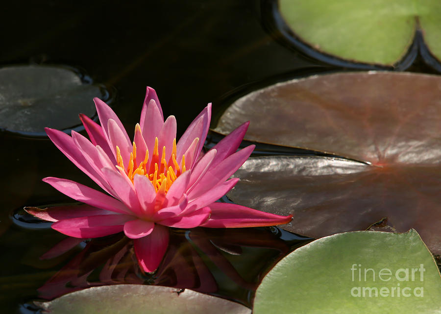 Water Lily Soaking up the Sunlight Photograph by Sabrina L Ryan