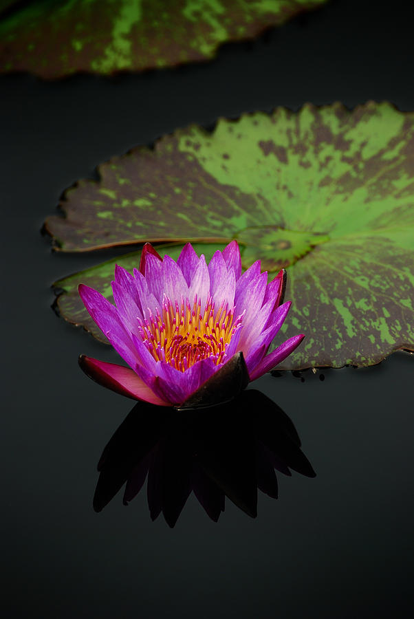 Water lily Photograph by Songquan Deng