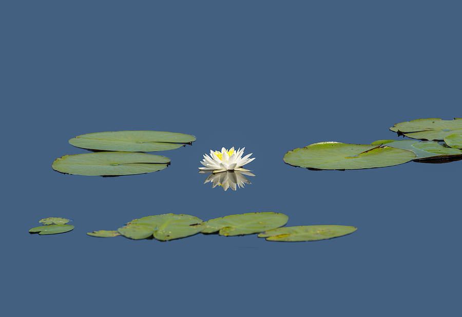 Water Lily Star Photograph by John M Bailey