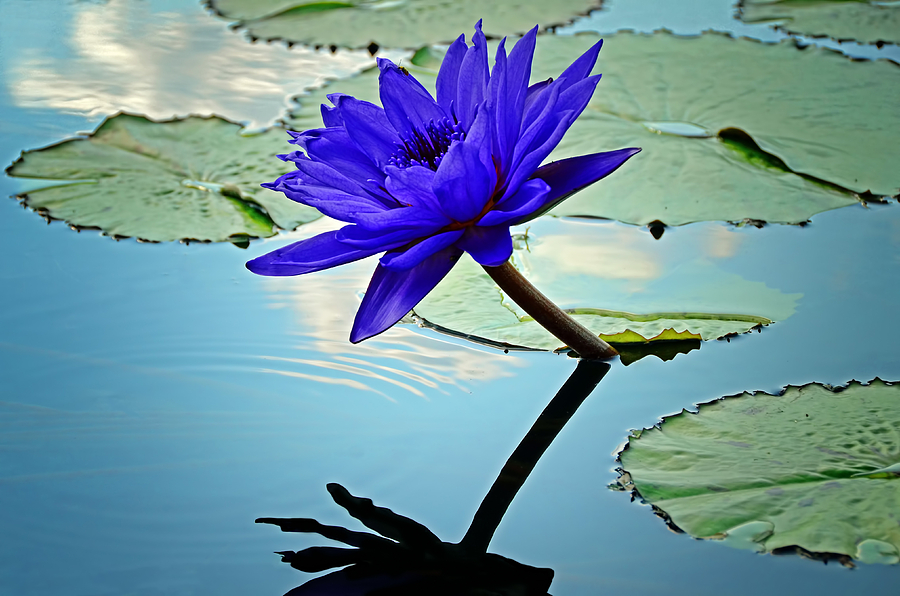 Water Lily Photograph by Steven Michael