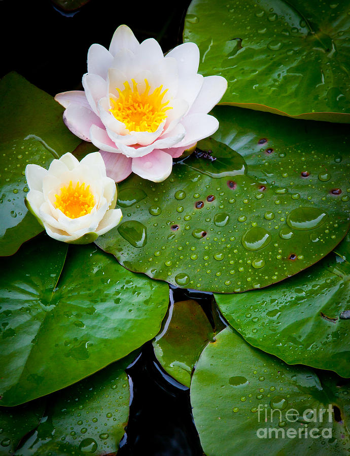 Water Lily Study Photograph