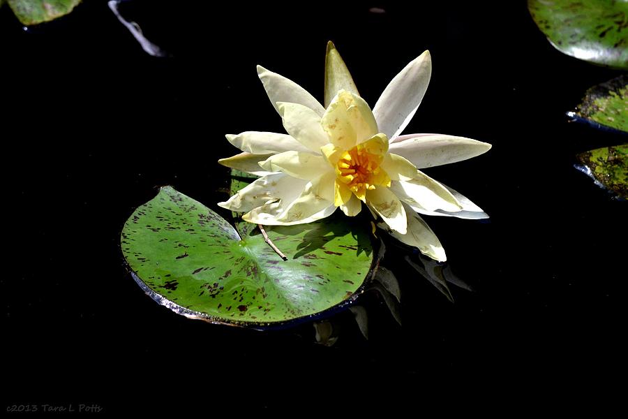 Water Lily Photograph by Tara Potts