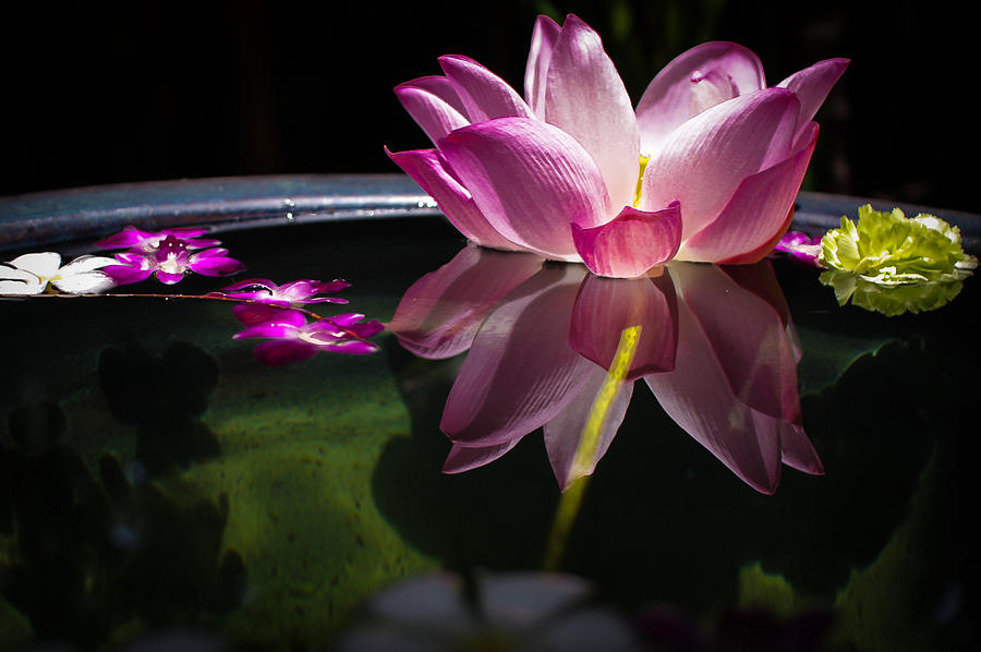 Water Lily Thailand Photograph By Ricardo Nishimura 