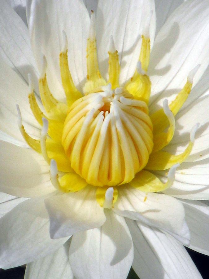Water Lily - The Awakening Photograph by Pamela Critchlow