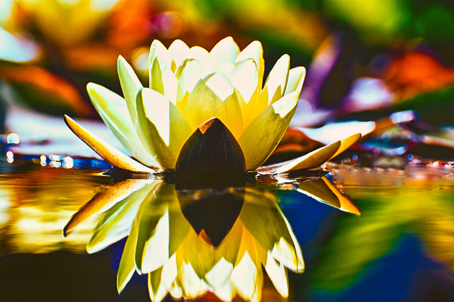 Water Lily Photograph by Thomas Hall