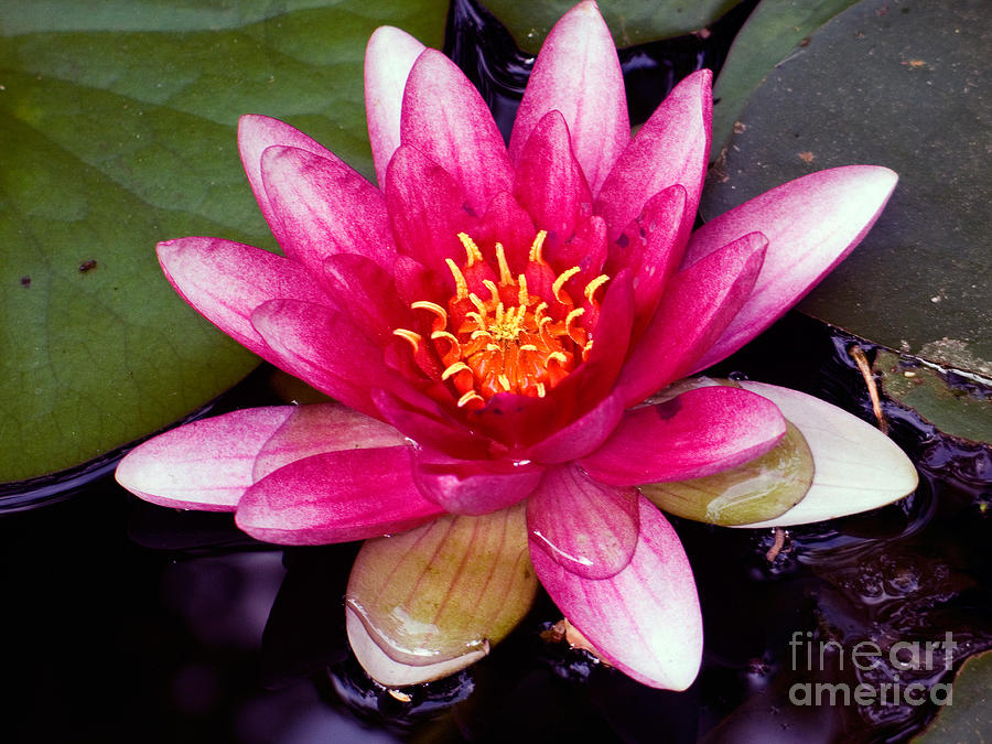Lily Photograph - Water Lily by Tim Holt