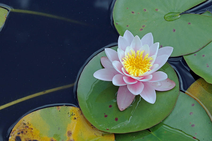 Water lily Photograph by Tony Murtagh