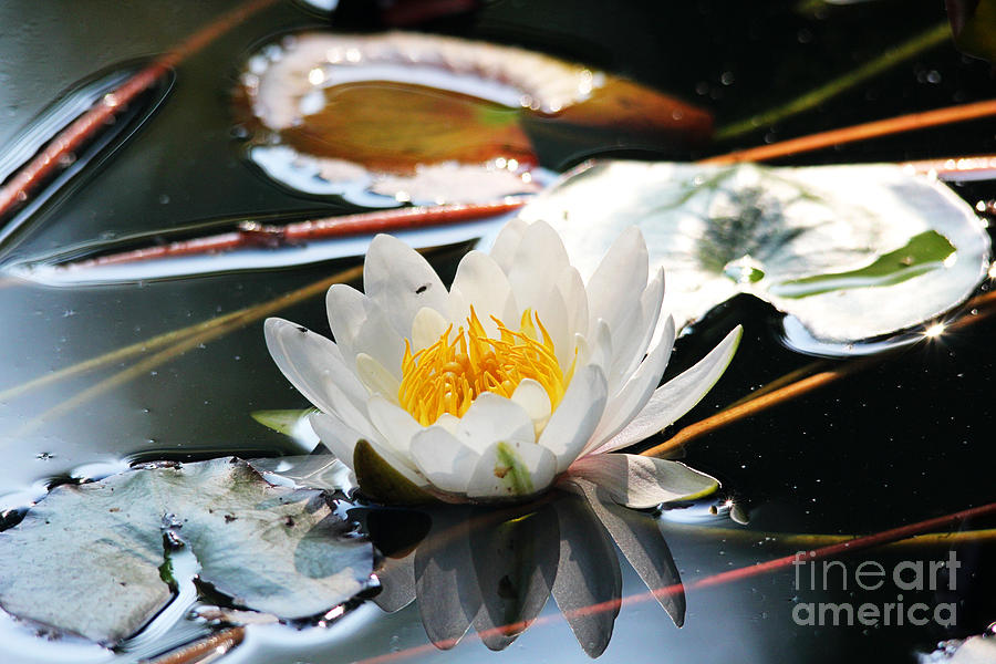 Water Lily Photograph by Trina  Ansel