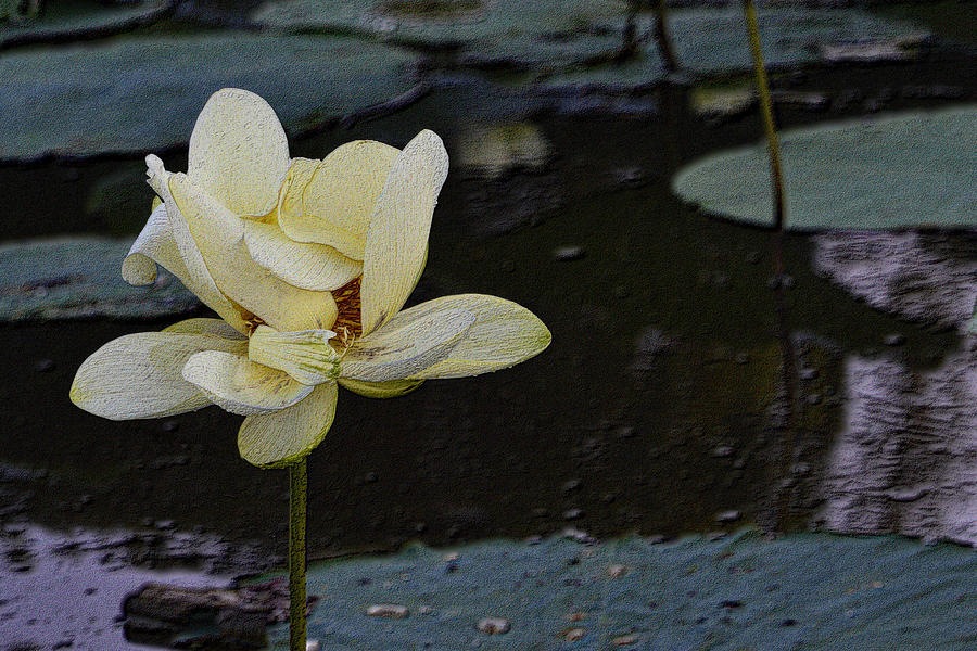 Lotus Unfolding Photograph by Nadalyn Larsen