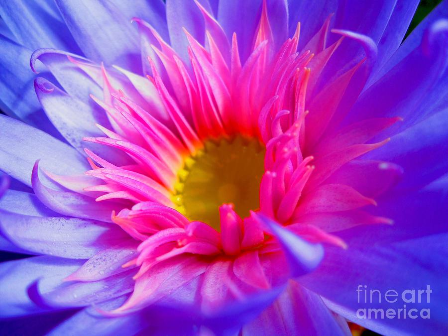 Water Lily Vibrant Photograph by Angela Murray