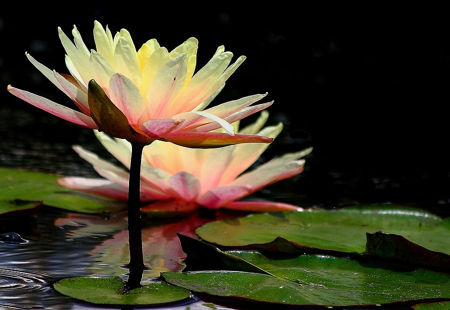 Nature Photograph - Water Lily by Virginia Folkman