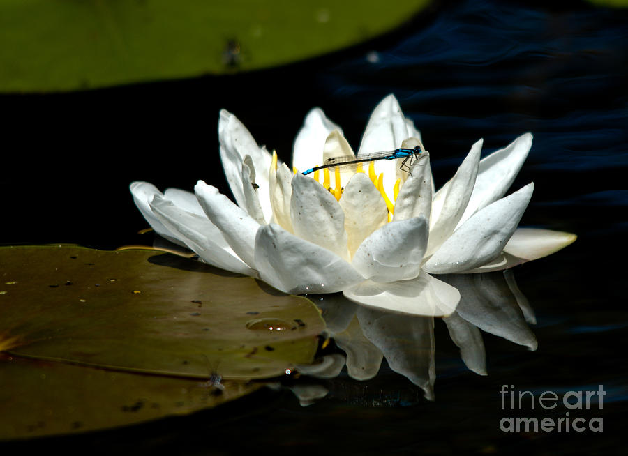 Water Lily Visitor Photograph