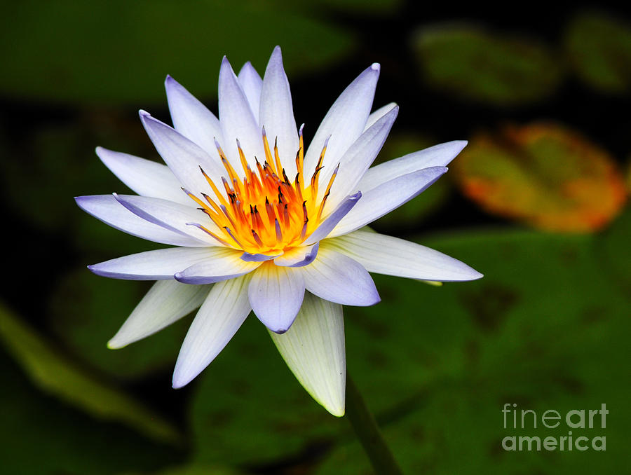 Water Lily Photograph by Vivian Christopher
