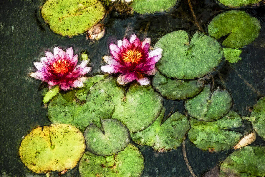 Water Lily Water Color Photograph