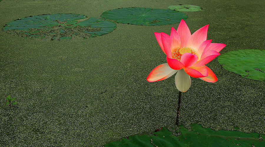 Water Lily Photograph by Wendell Thompson