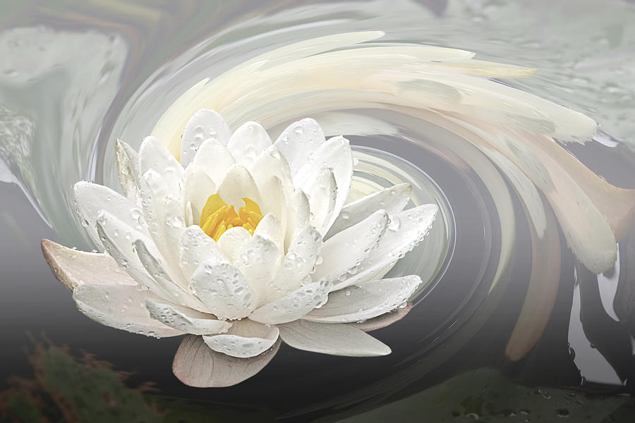 Water Lily Whirlpool Photograph by Gill Billington