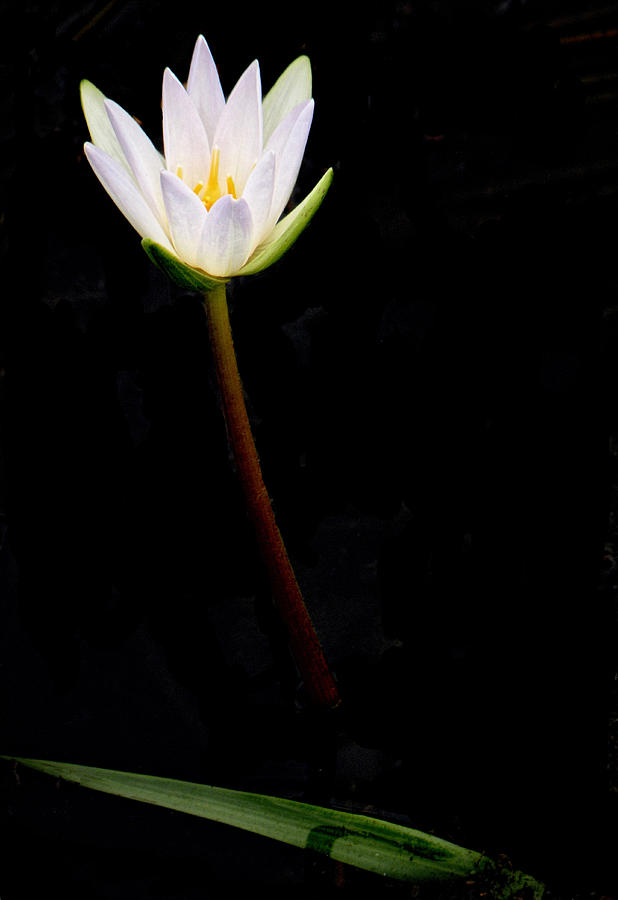 Water Lily White Photograph by Rosalie Scanlon