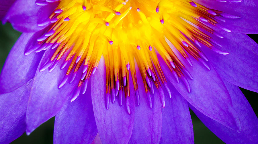Water Lily Photograph by Will Wagner