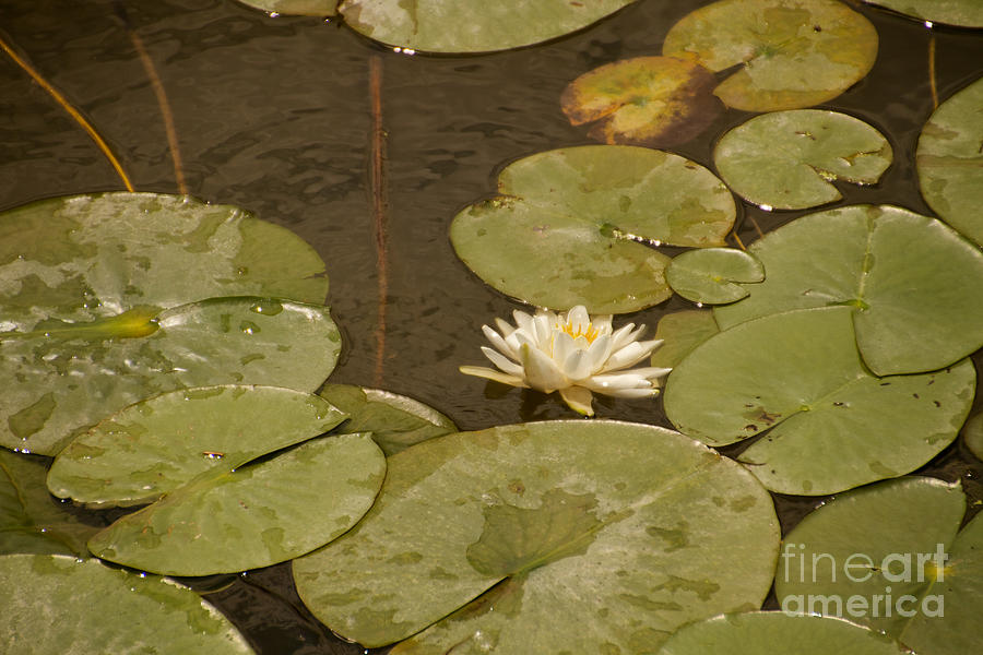 Water Lily Photograph by William Norton