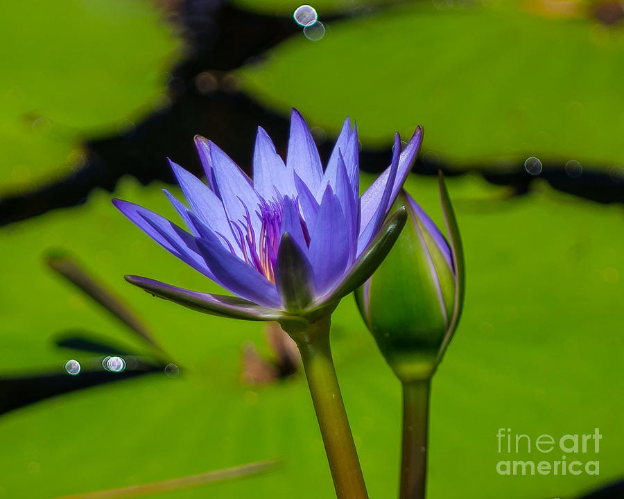 Water lily with Bud Photograph by Stephen Whalen