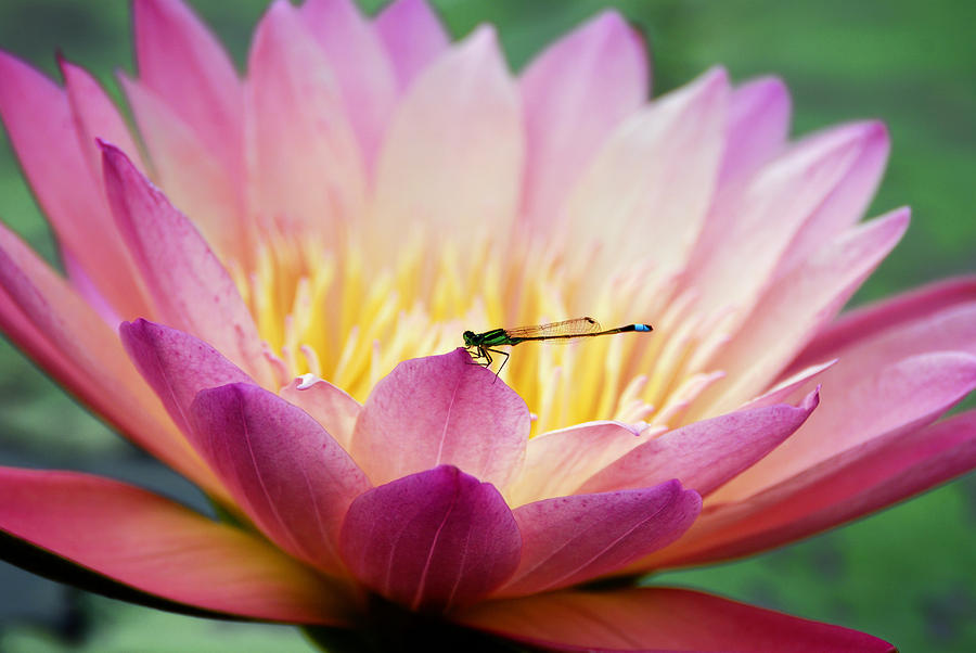 Water lily with dragon fly Photograph by Songquan Deng