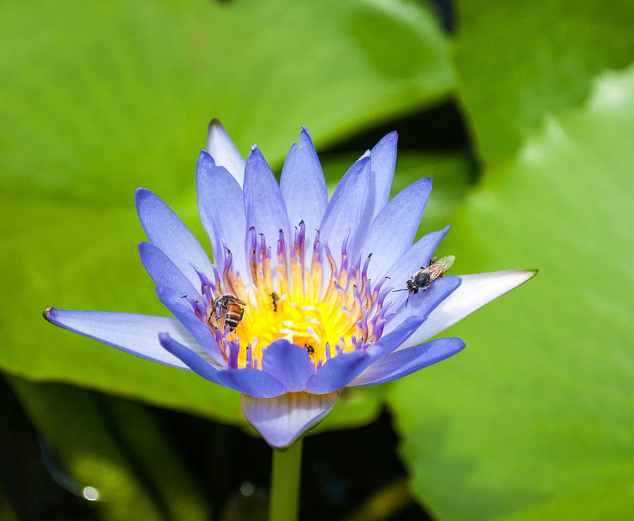 Water Lily with Insects Photograph by Peggy Blackwell