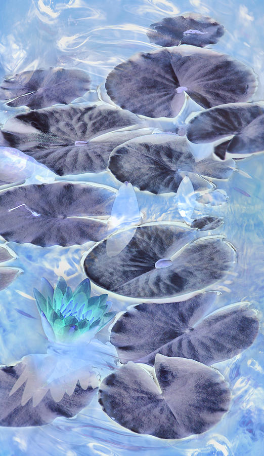 Water Lily Wonder Photograph by Leda Robertson
