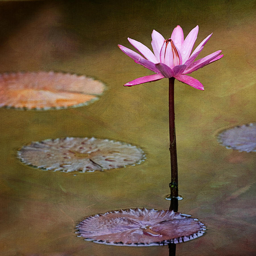 Water Lily Wonderland Photograph by Jeff Abrahamson