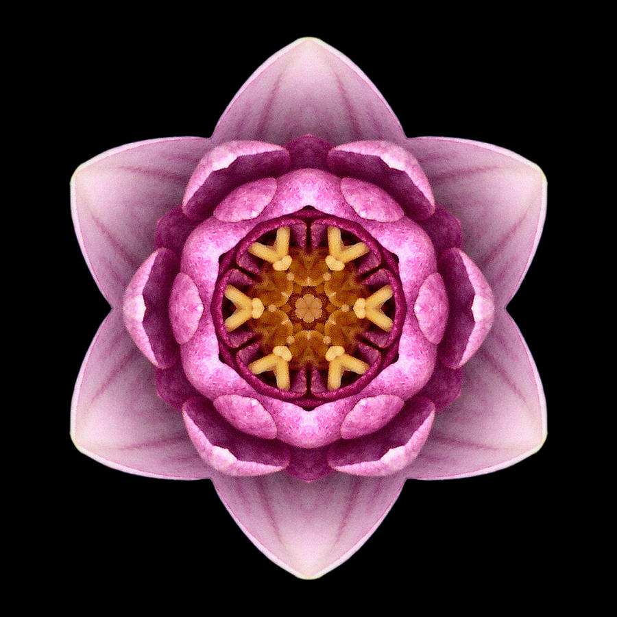 Water Lily X Flower Mandala Photograph by David J Bookbinder