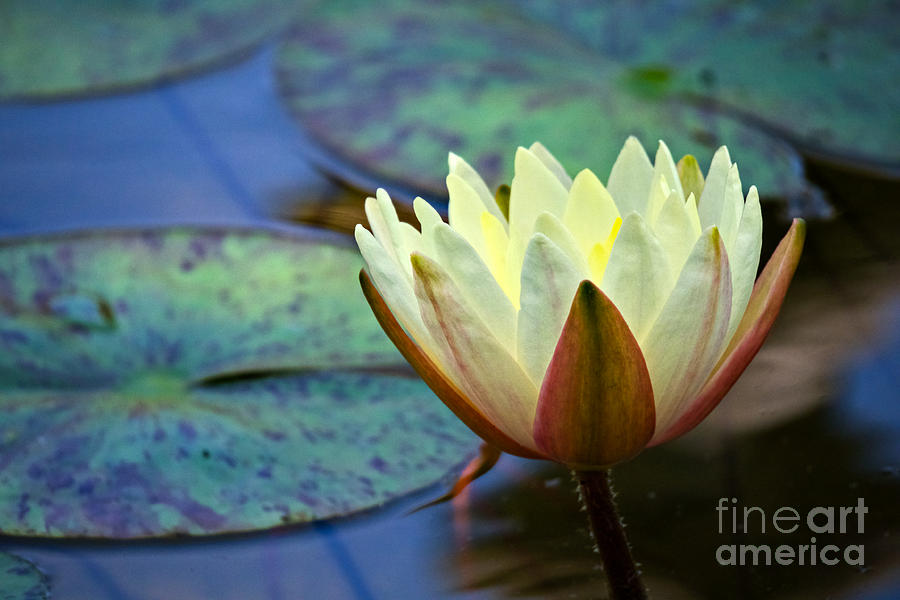 Water Lily Yellow Photograph