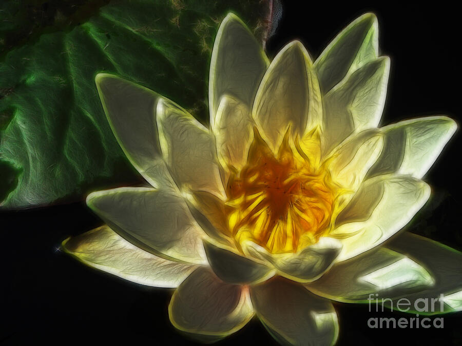 Water Lily Photograph by Yvonne Johnstone